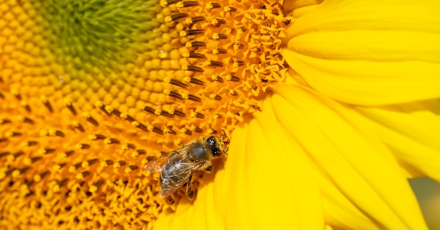 Makroaufnahme einer mit Pollen bedeckten Biene auf Sonnenblumen Sommerhintergrund