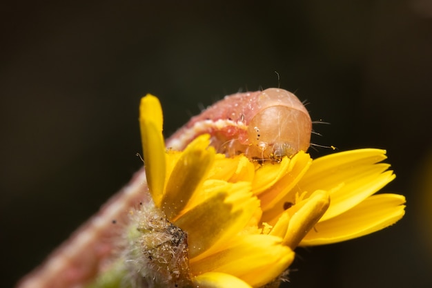 Makroaufnahme einer Raupe, die an einer gelben Blume knabbert