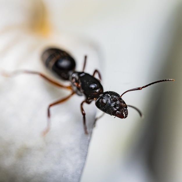 Makroaufnahme einer schwarzen Gartenameise