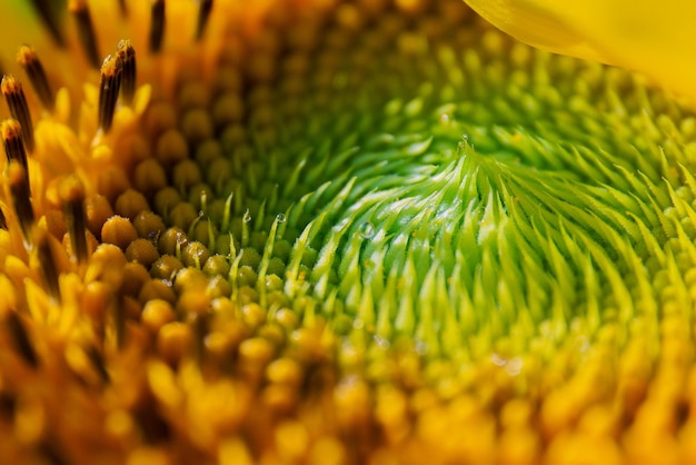 Makroaufnahme einer Sonnenblume mit grünen Samen - wunderschöne Sonnenblumentapete