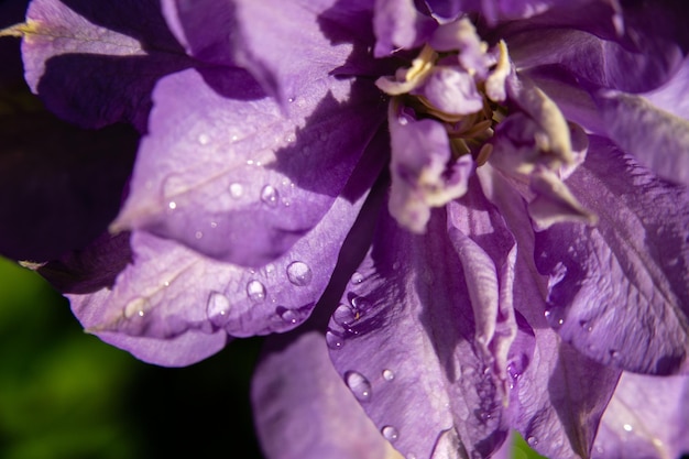 Makroaufnahme einer violetten Blume mit Regentropfen