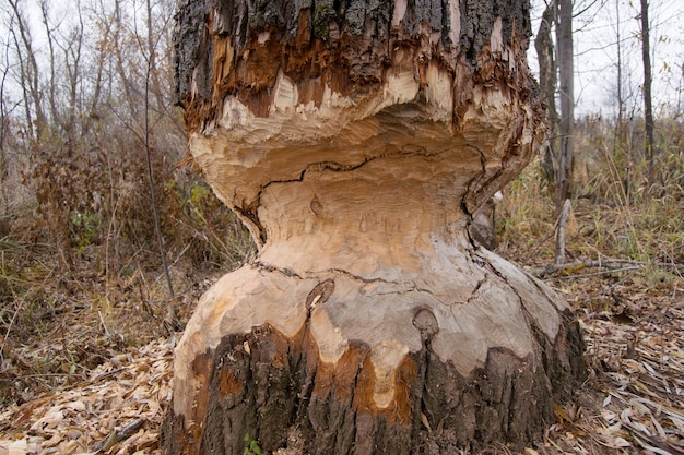 Foto makroaufnahme eines großen lindenbaumstumpfes im wald, der im frühherbst von bibern gekaut wurde