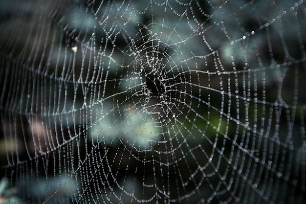 Makroaufnahme eines großen Spinnennetzes mit Tropfen bedeckt