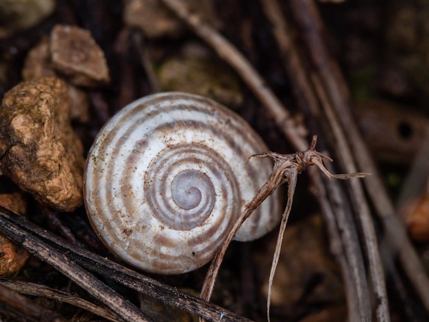 Makroaufnahme eines winzigen gestreiften Schneckenhauses zwischen kleinen Kieselsteinen und Zweigen