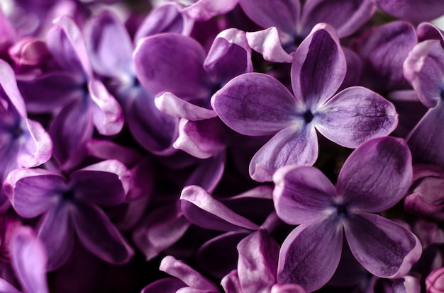 Makroaufnahme hellviolett lila Blumen abstrakten romantischen Blumenhintergrund