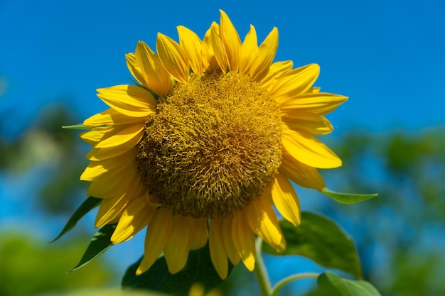 Foto makroaufnahme sonnenblume der nahaufnahme