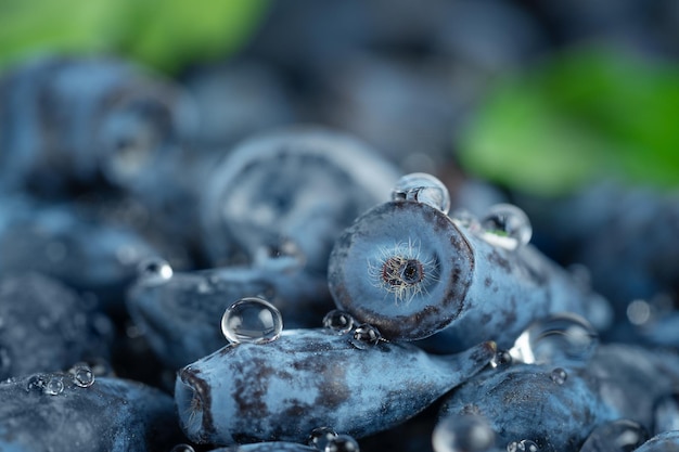 Makroaufnahme von Geißblattbeeren Superfoods gesunde Ernährung