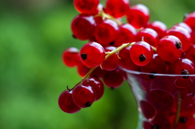 Foto makroaufnahme von johannisbeerbeeren in einer kristallschale auf natürlichem hintergrund