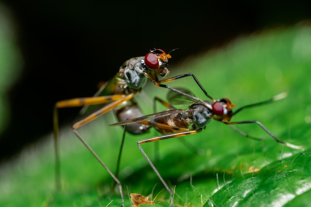 Makroaufnahme von zwei Insektentieren in freier Wildbahn