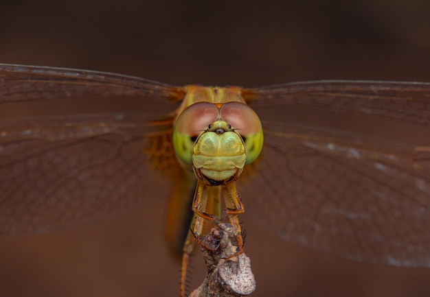 Makroaufnahmen, die Augen der Libelle und Flügel detailliert zeigen
