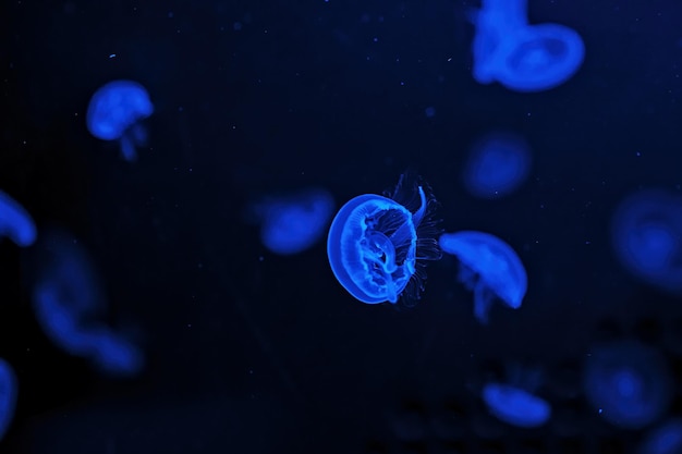 Makroaufnahmen von Quallen Aurelia Aurita unter Wasser