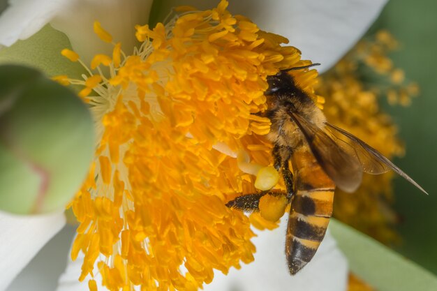 Makrobiene, die nach Nektar auf den Blumen sucht.