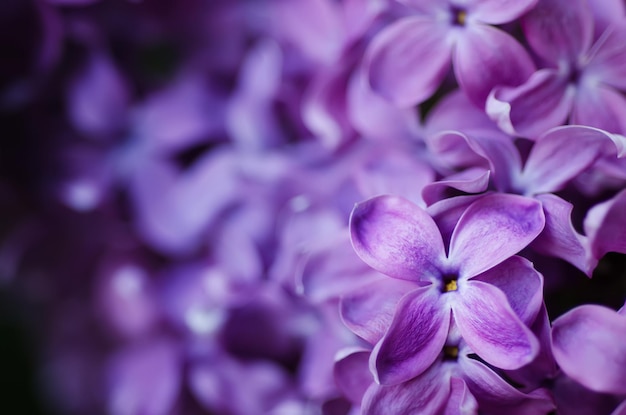 Makrobild des Frühlings lila violette Blumen abstrakten weichen floralen Hintergrund