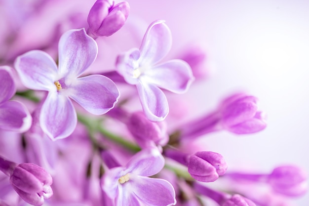 Makrobild des Frühlings weiche violette Flieder blüht natürlichen saisonalen Blumenhintergrund