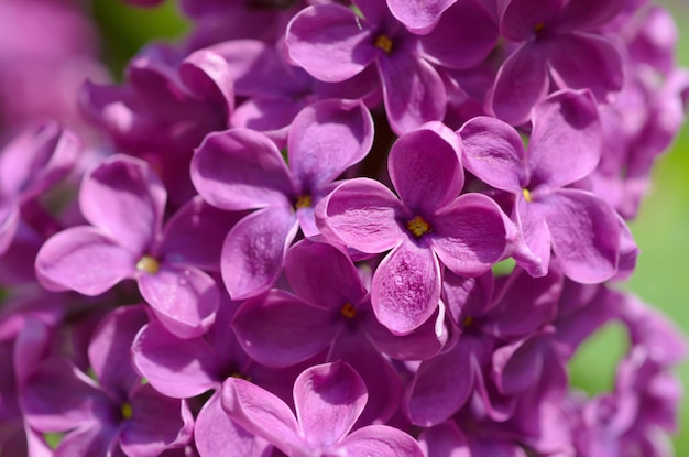 Makrobild des Frühlings weiche violette Fliederblumen natürlicher saisonaler Blumenhintergrund Kann als Weihnachtskarte mit Kopierraum verwendet werden