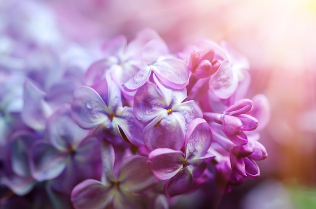 Makrobild des Frühlings weiche violette Fliederblumen natürlicher saisonaler Blumenhintergrund Kann als Weihnachtskarte mit Kopierraum verwendet werden