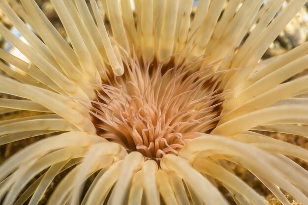 Makrobild einer Anemone im pazifischen Nordwestozean