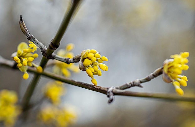 Makrobild einer gelben Blume