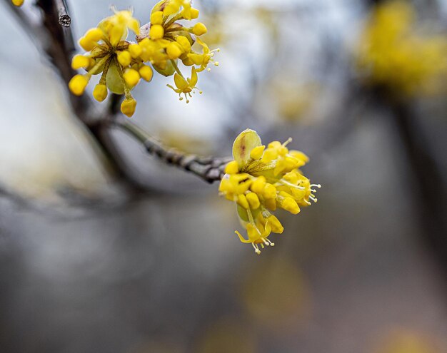 Makrobild einer gelben Blume