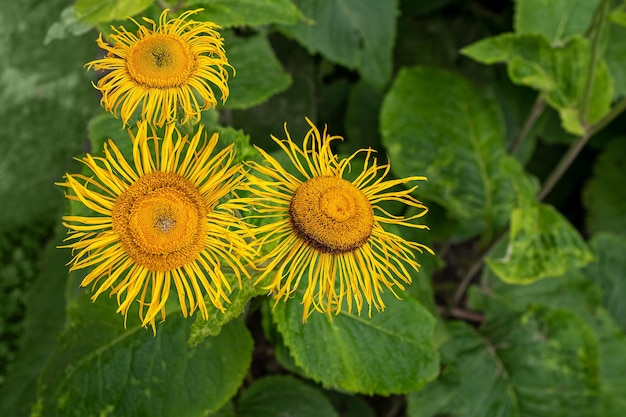 Makrobild einer gelben Blume