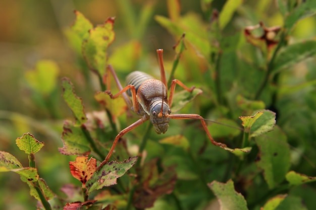 Makrobild eines Heuschrecke ephippiger