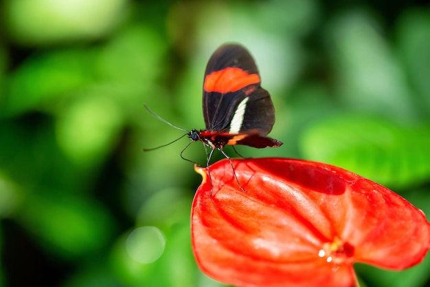 Makrobild eines Schmetterlings