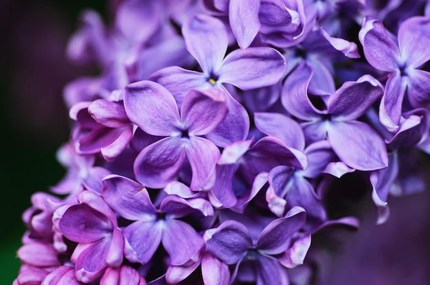 Makrobild von lila violetten Frühlingsblumen, Blumenhintergrund