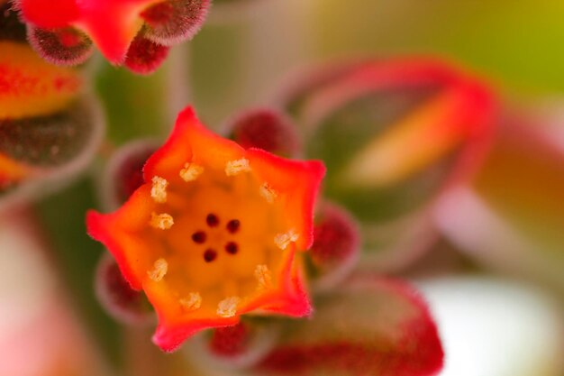 Makroblume mit Pollen