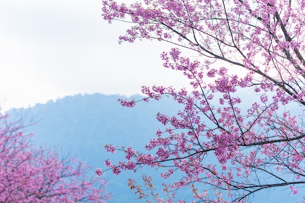 Makroblume Prunus cerasoides