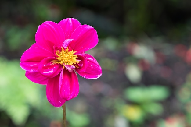 Makroblumen auf dem Gebiet.