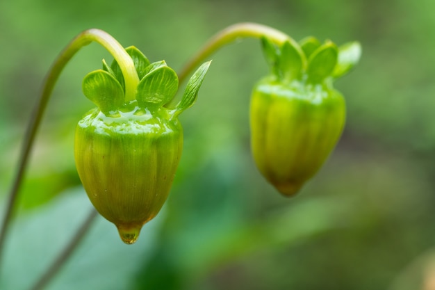 Makroblumen auf dem Gebiet.