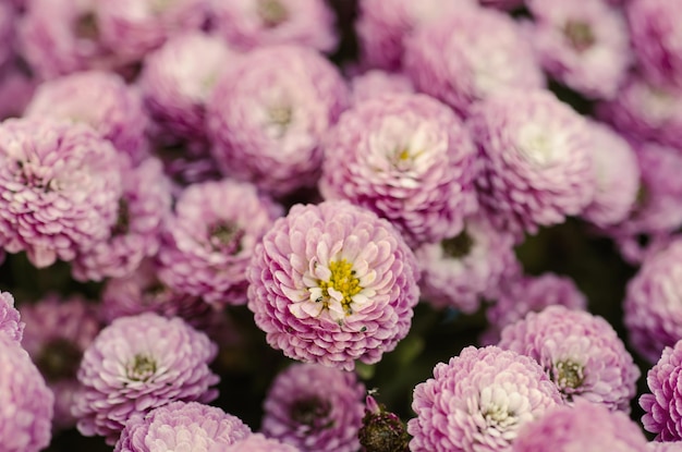 Makroblumen der Chrysantheme