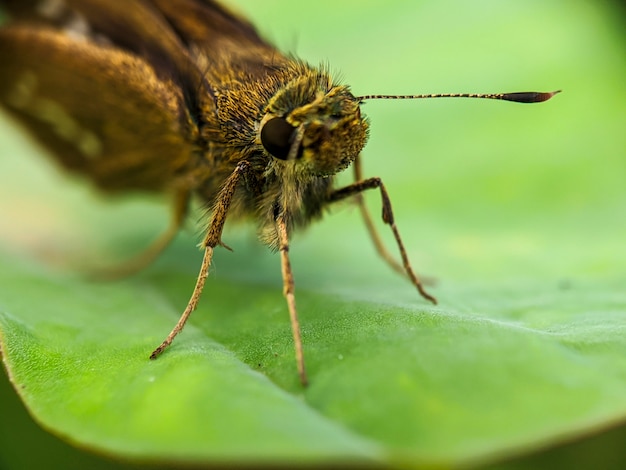 Foto makrobraune extreme schmetterlinge mit undurchsichtig