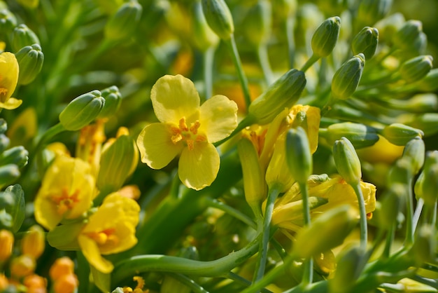 Makrodetail der gelben Blumen des Brokkolis