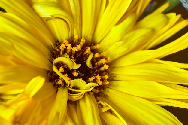 Makrodetail des Inneren einer gelben Blume, wo die Pistolen und der Pollen sehr bekannt sind.