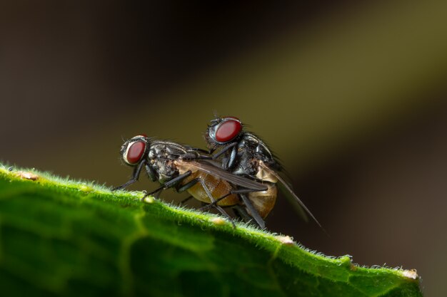 Makrofliege auf Blatt