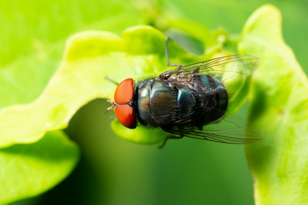 Makrofliege auf Blatt