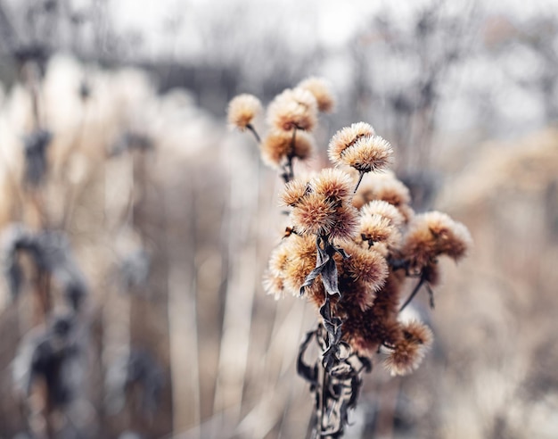 Makrofoto de Pflanzen im sonnigen frostigen Winter