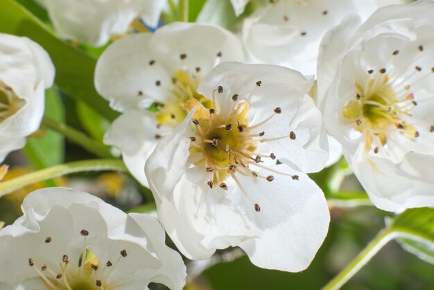 Makrofoto der Apfelblüte im Garten im April.