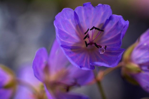 Makrofoto der blauen Pelargonienblume