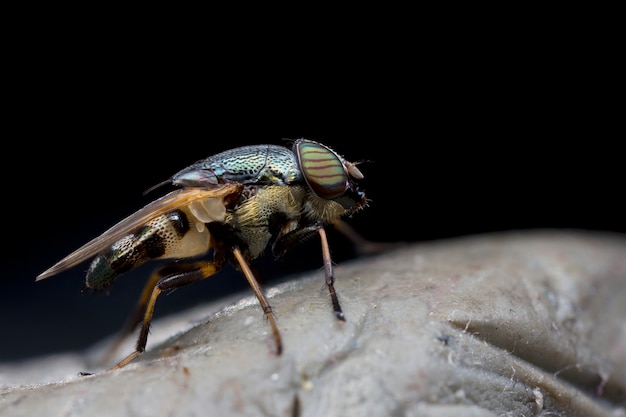 Makrofoto der Fliege