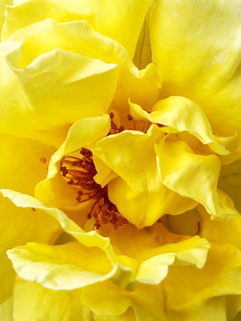 Makrofoto der gelben Rose in einem Sommergarten