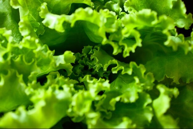 Makrofoto der grünen Salattop-Ansicht