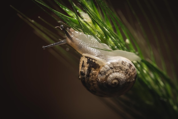 Makrofoto der kleinen Schnecke auf grünem Stamm