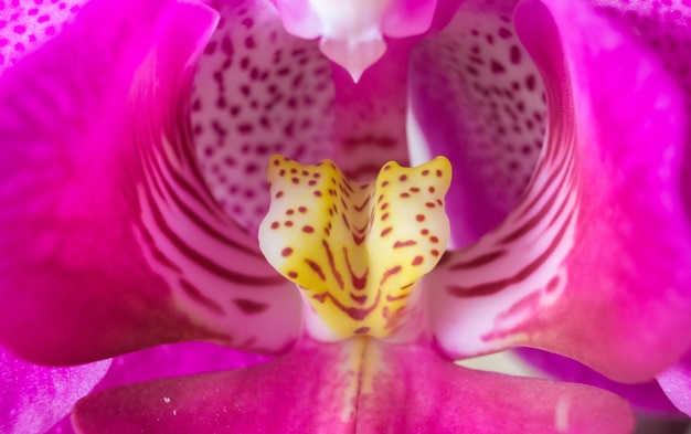 Makrofoto der rosa Phalaenopsis-Orchidee.