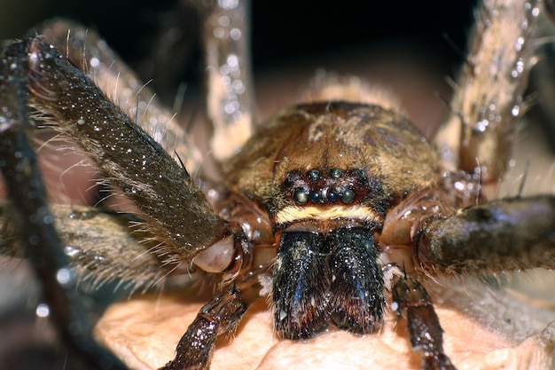 Makrofoto der springenden Spinne auf braunem Moos mit vielen großen Augen des Haares