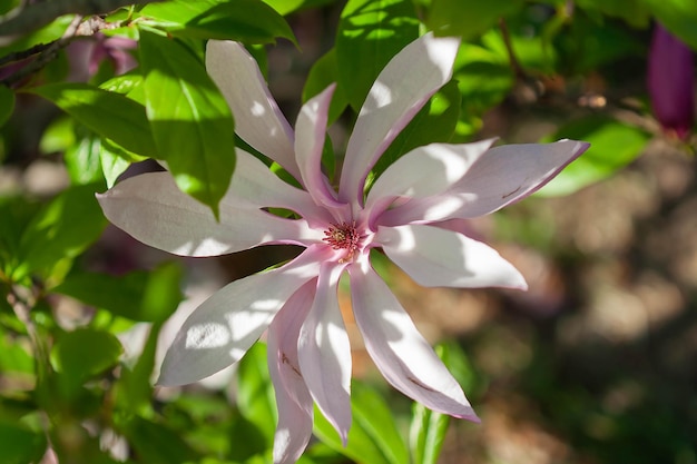 Makrofoto der weißen rosa Magnolienblume