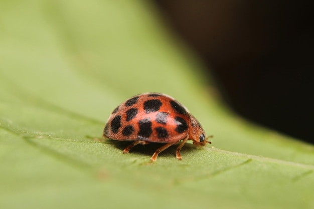 Makrofoto des Marienkäfers auf Blatt