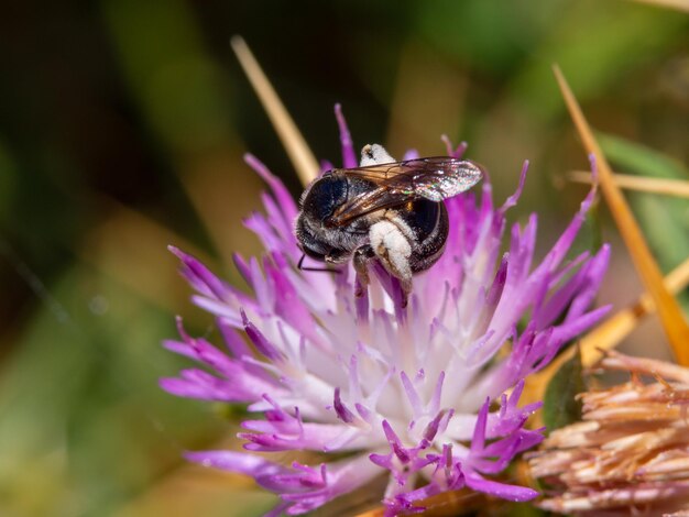Makrofoto einer Biene, die Pollen von einer violetten Blume sammelt