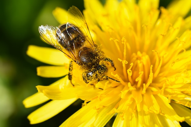 Makrofoto einer Biene sammelt Nektar von einer gelben Blume